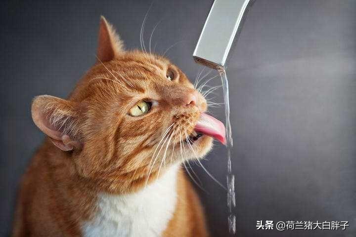 猫咪不爱喝水怎么办（怎样让猫咪多喝水）