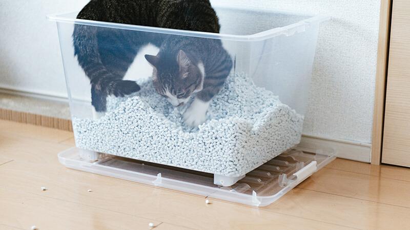 猫砂是什么东西(家里的宠物猫砂有哪几种类型)